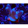 WYSIWYG Stylophora Pink Blue Polyps