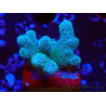 WYSIWYG RAH Stylophora Metallic Blue