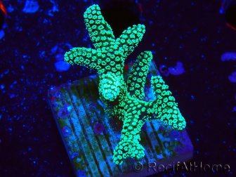 WYSIWYG Seriatopora caliendrum Electric Green