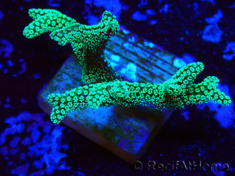 WYSIWYG Seriatopora caliendrum Electric Green 1L3