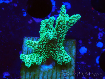 WYSIWYG Seriatopora caliendrum Electric Green 1L5