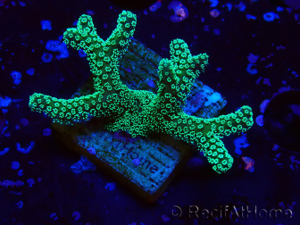 WYSIWYG Seriatopora caliendrum Electric Green