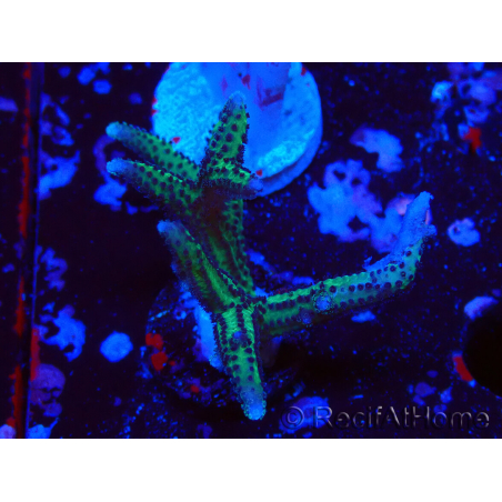 WYSIWYG Seriatopora caliendrum Rosa