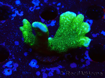 WYSIWYG - Green Montipora digitata