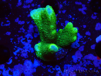 WYSIWYG - Montipora digitata verde