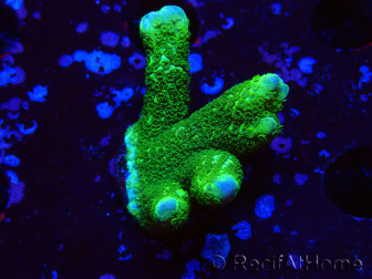 WYSIWYG- Montipora digitata vert 1N4
