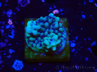 WYSIWYG Montipora undata 1O4