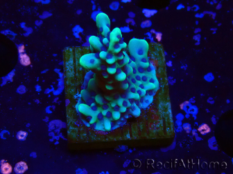 WYSIWYG Montipora undata