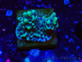 WYSIWYG Montipora undata 1O6
