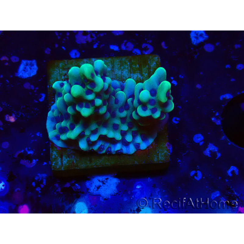 WYSIWYG Montipora undata
