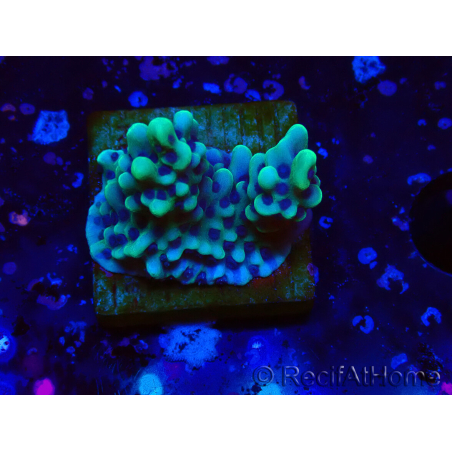 WYSIWYG Montipora undata 1O6