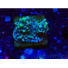 WYSIWYG Montipora undata 1O6