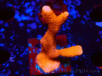 WYSIWYG red montipora grows red