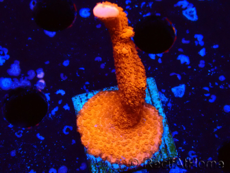 WYSIWYG montipora rosso cresce rosso