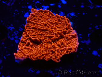 WYSIWYG Montipora Plateau Rouge 1P4