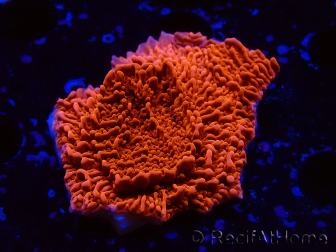 WYSIWYG Montipora Meseta Roja