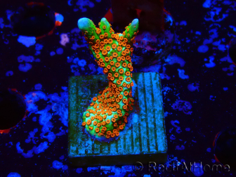 WYSIWYG Montipora Fire Forest 1Q1