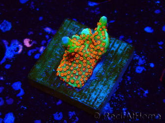 WYSIWYG Montipora Fire Forest