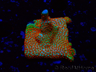 WYSIWYG Montipora Foresta di Fuoco