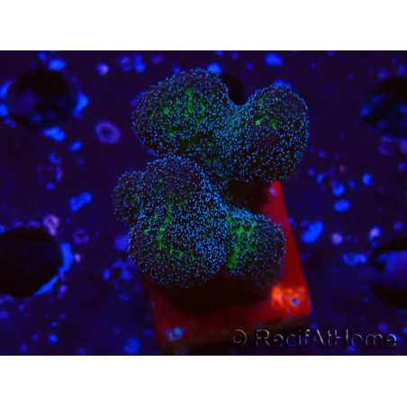 WYSIWYG Stylophora Pinkish