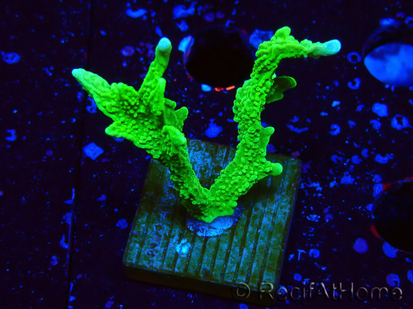 WYSIWYG Montipora stellata