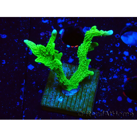 WYSIWYG Montipora stellata