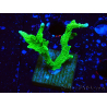 WYSIWYG Montipora stellata