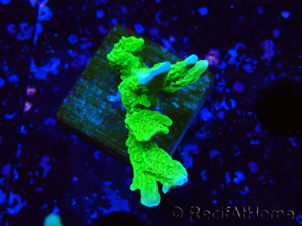 WYSIWYG Montipora stellata 1S3