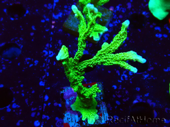 WYSIWYG Montipora stellata 1S4