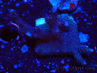 WYSIWYG Montipora Polype Violet 1U1