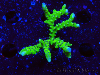 WYSIWYG - BR Green Goblin Anacropora 1V4