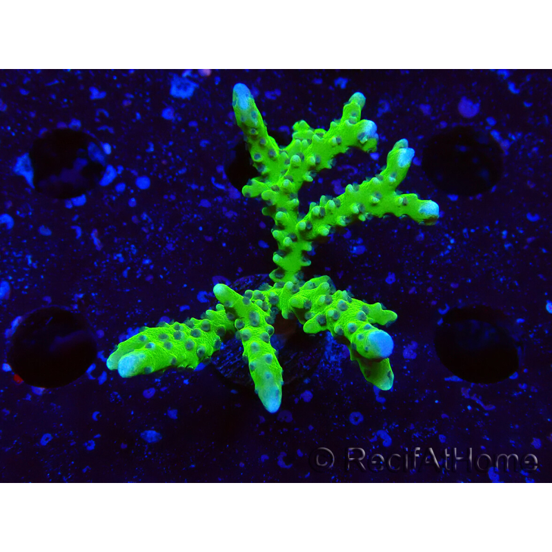 WYSIWYG - BR Green Goblin Anacropora