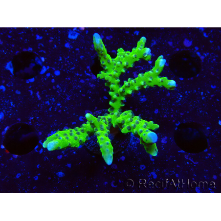 WYSIWYG - BR Green Goblin Anacropora