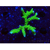 WYSIWYG - BR Green Goblin Anacropora