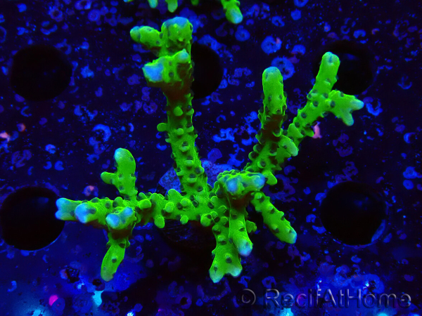 WYSIWYG - BR Green Goblin Anacropora