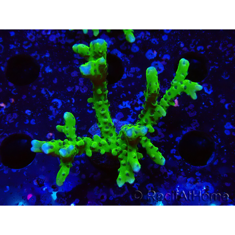 WYSIWYG - BR Green Goblin Anacropora