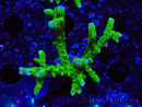 WYSIWYG - BR Green Goblin Anacropora