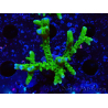 WYSIWYG - BR Green Goblin Anacropora
