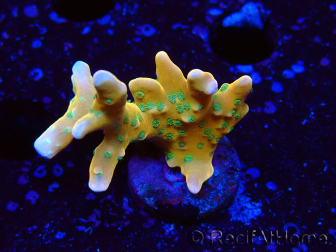WYSIWYG - MH Tropicana Anacropora 1X1