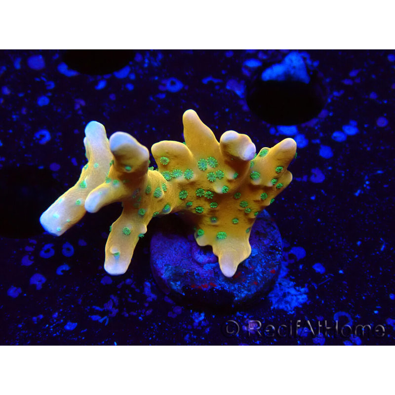 WYSIWYG - MH Tropicana Anacropora