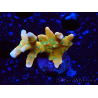 WYSIWYG - MH Tropicana Anacropora