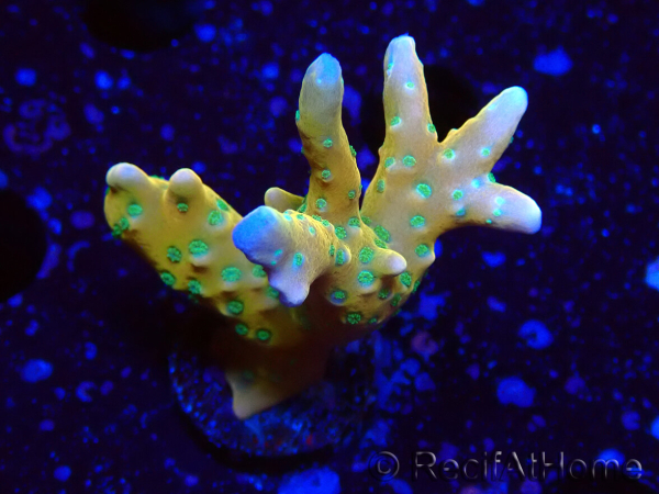 WYSIWYG - MH Tropicana Anacropora
