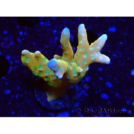 WYSIWYG - MH Tropicana Anacropora