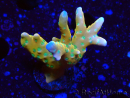 WYSIWYG - MH Tropicana Anacropora
