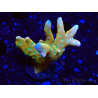 WYSIWYG - MH Tropicana Anacropora