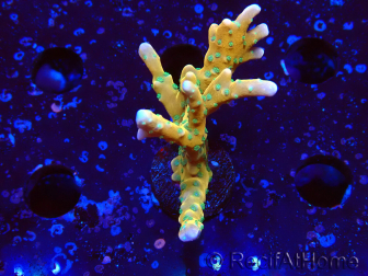 WYSIWYG - MH Tropicana Anacropora