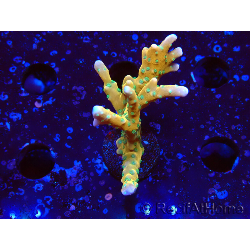 WYSIWYG - MH Tropicana Anacropora
