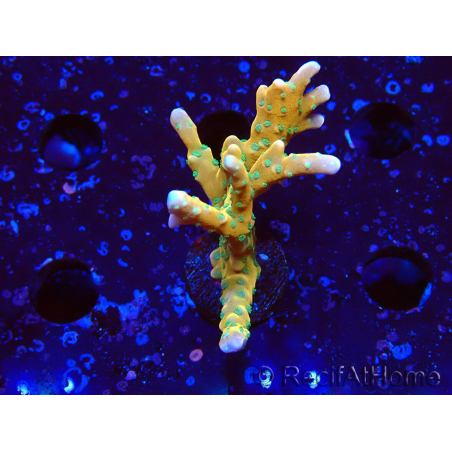WYSIWYG - MH Tropicana Anacropora 1X6