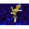WYSIWYG - MH Tropicana Anacropora