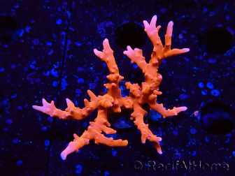 WYSIWYG - JF TNT Anacropora 1Y4